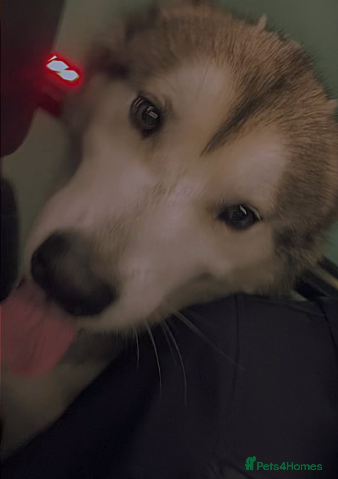 Utonagan dogs for sale: 🐾 Hi, Im looking for My Forever Home! 🐾 - Image 3