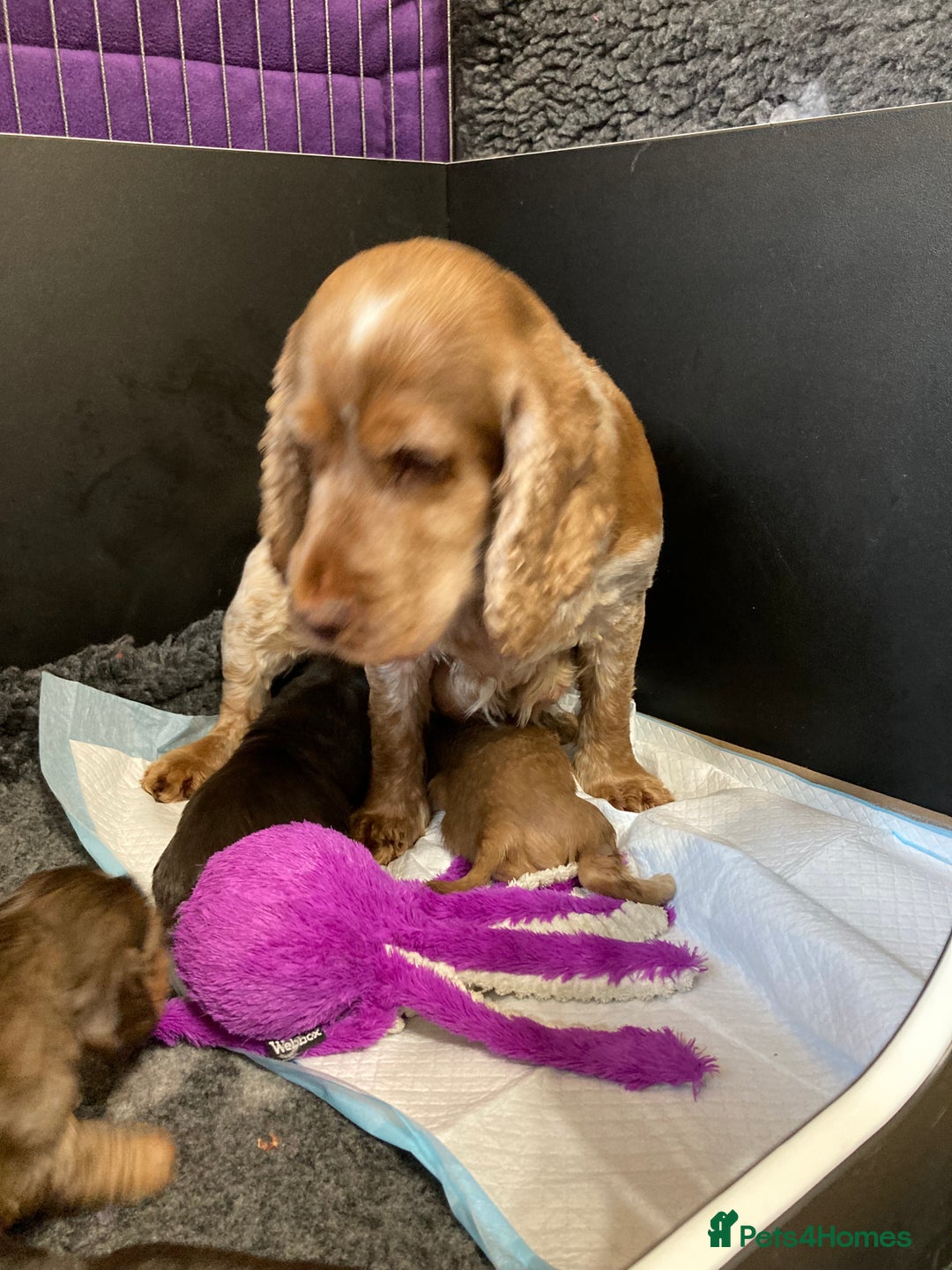 Cocker Spaniel dogs for sale: KC Reg Show Cocker Ext health tested - Image 25