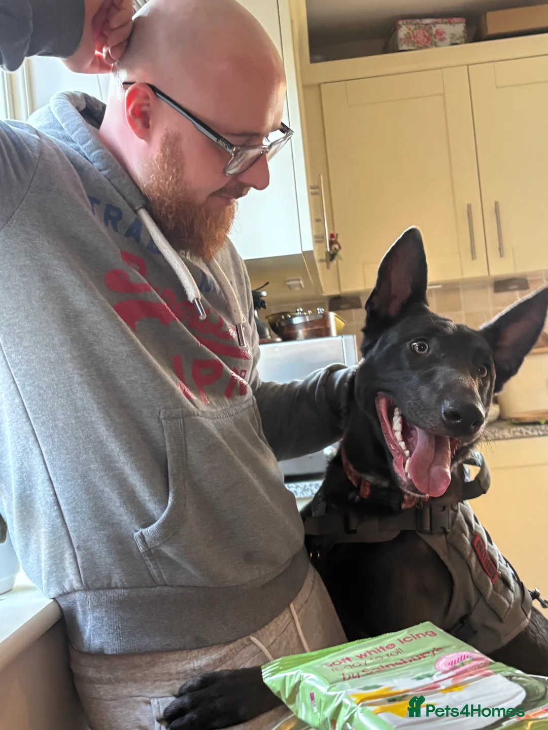 Mixed Breed dogs for sale: Blue – 1 Year Old German Shepherd x Blue Staffy - Advert 1