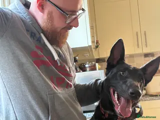 Mixed Breed dogs Blue – 1 Year Old German Shepherd x Blue Staffy - Advert 1