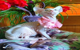 Sphynx cats for sale: Sphynx  kittens available  - Image 3