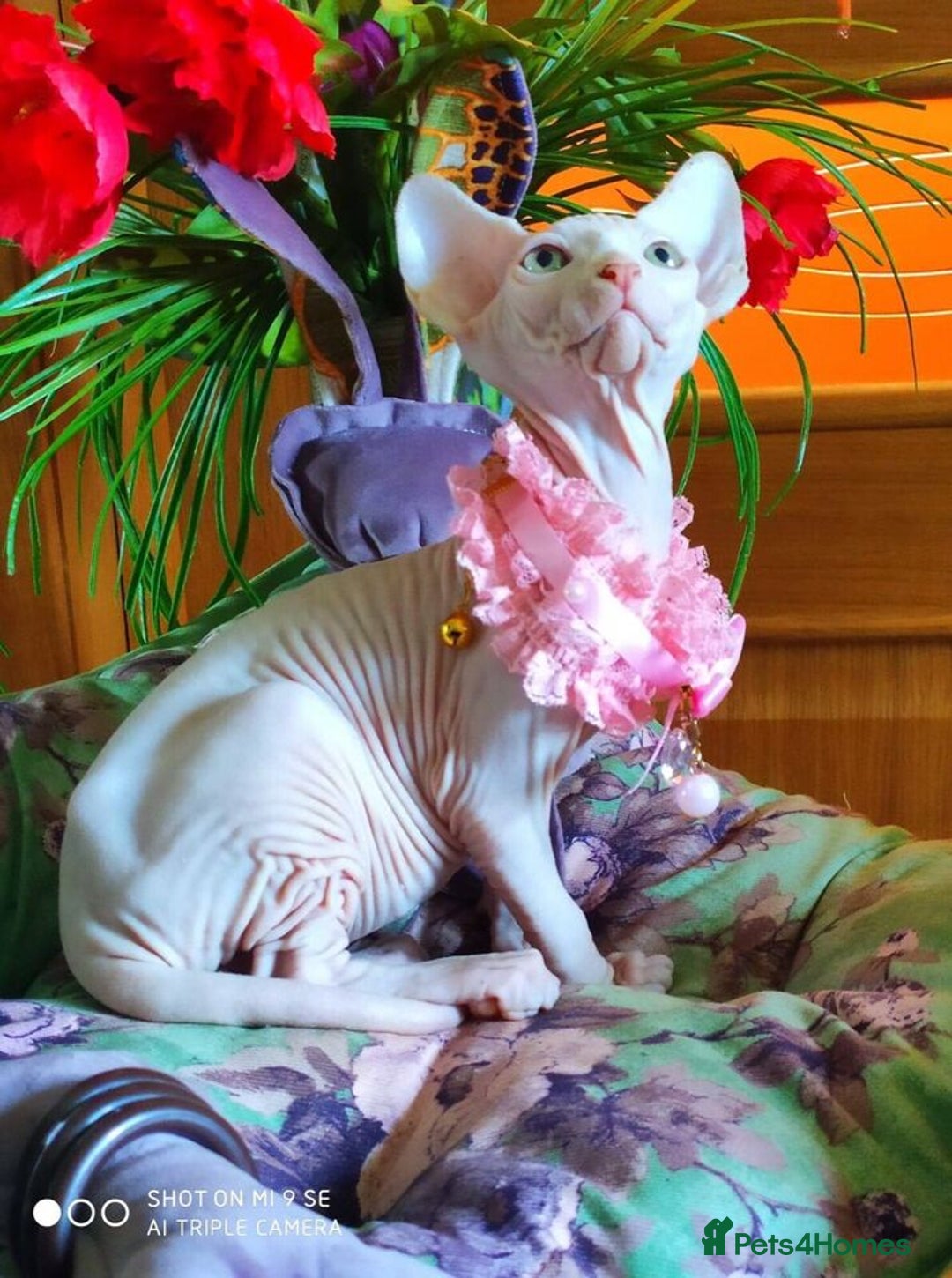 Sphynx cats for sale: Sphynx  kittens available  - Image 3