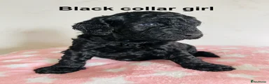 Cockapoo 5 - black collar girl 