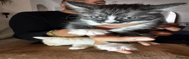 Mixed Breed Kitten 4