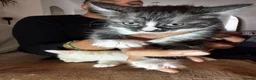 Mixed Breed cats for sale: Bengal and British shorthair short hair mix - Advert 30