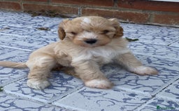 Cavapoo dogs for sale: Cavapoo Puppies - Image 2