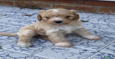 Cavapoo dogs - Advert 10
