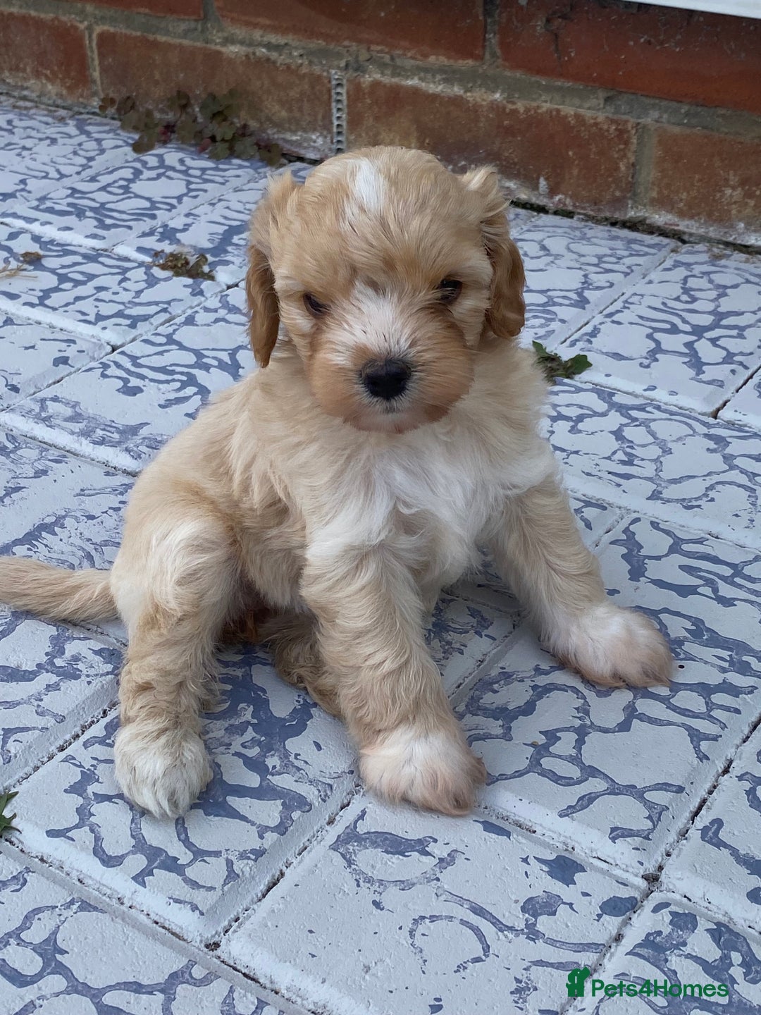 Cavapoo dogs for sale: Cavapoo Puppies - Image 2