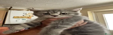 British Shorthair 1