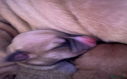 Staffordshire Bull Terrier dogs for sale: Beautiful Staffordshire bull terrier puppys. 🐾 - Image 5