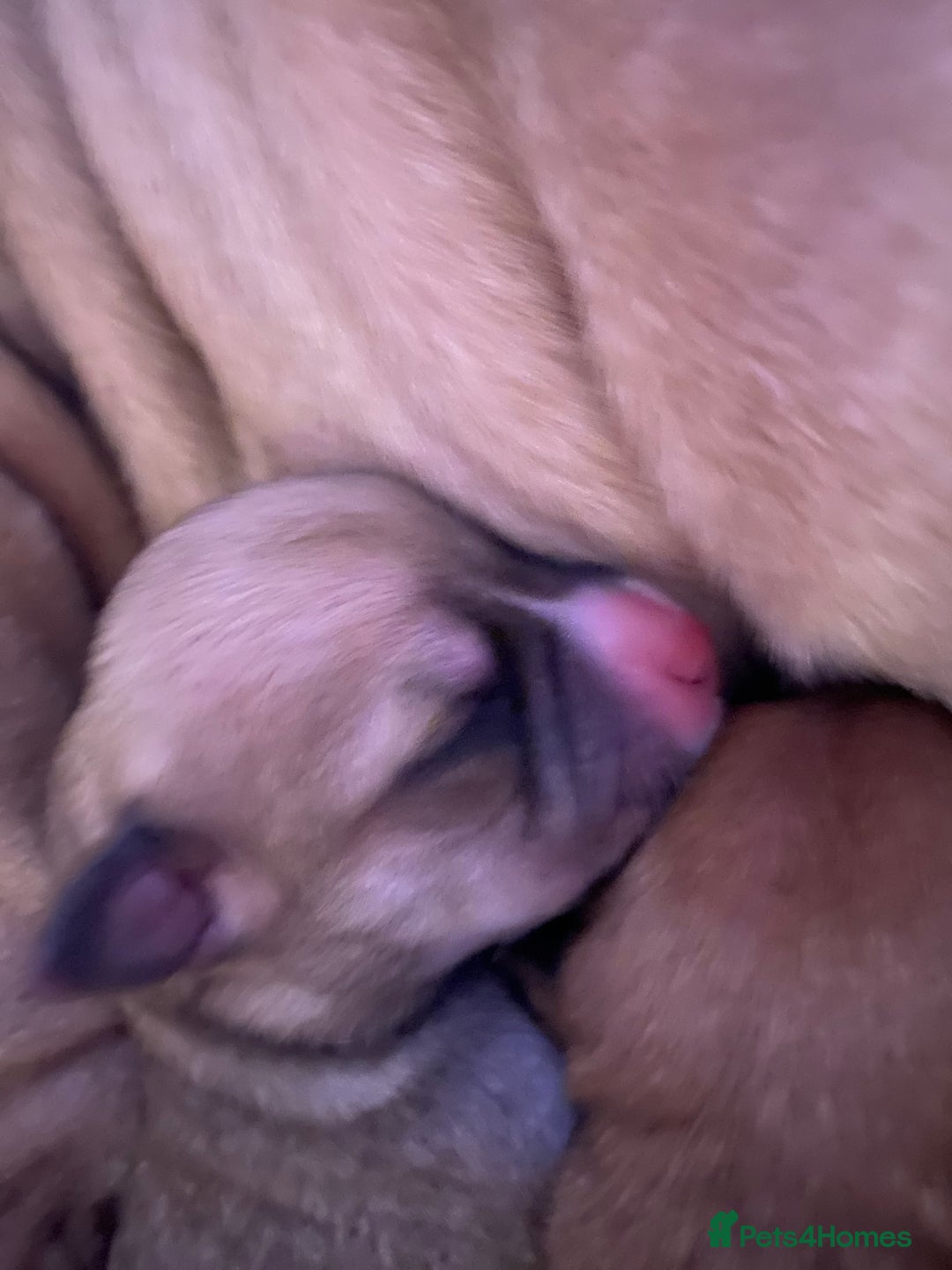 Staffordshire Bull Terrier dogs for sale: Beautiful Staffordshire bull terrier puppys. 🐾 - Image 5