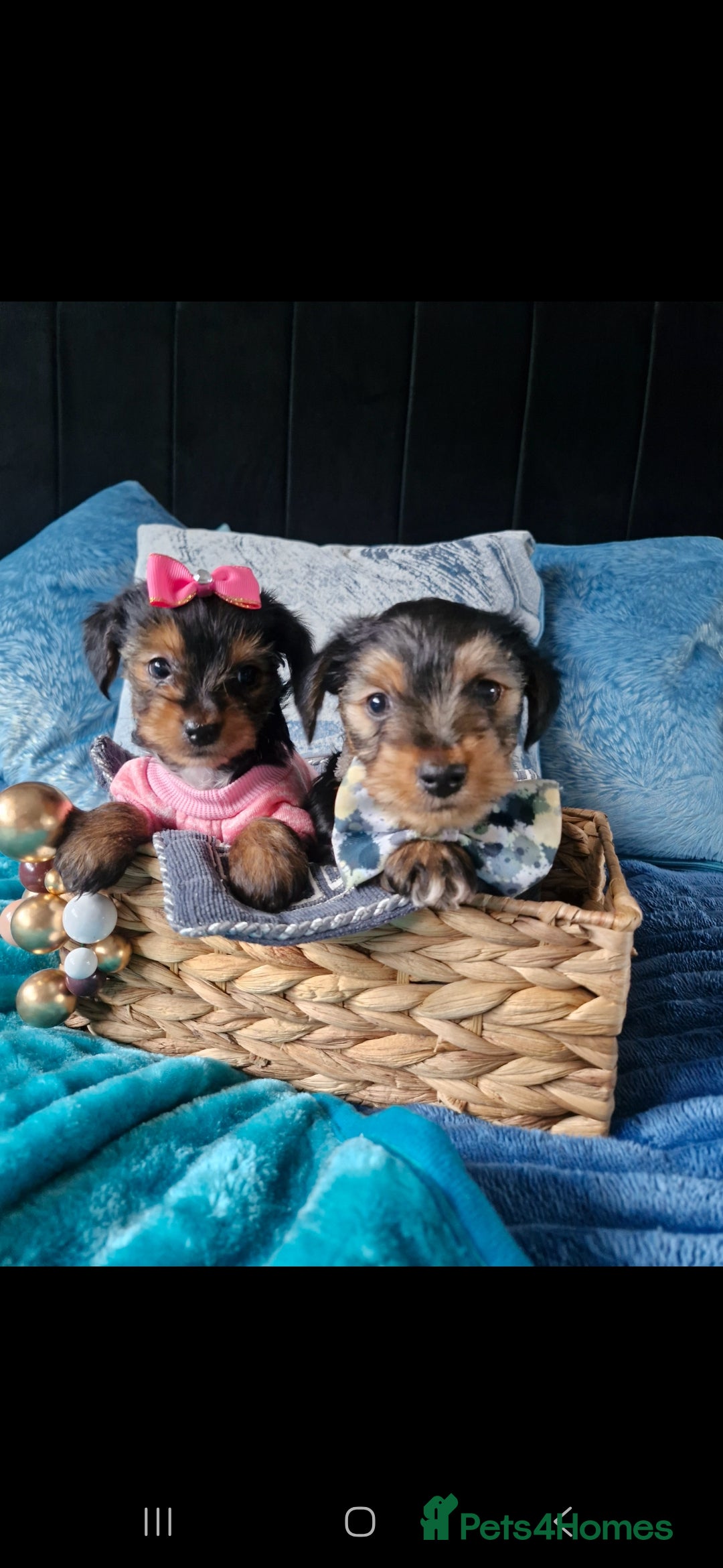 Yorkshire Terrier dogs Femail and male puppy    - Advert 14