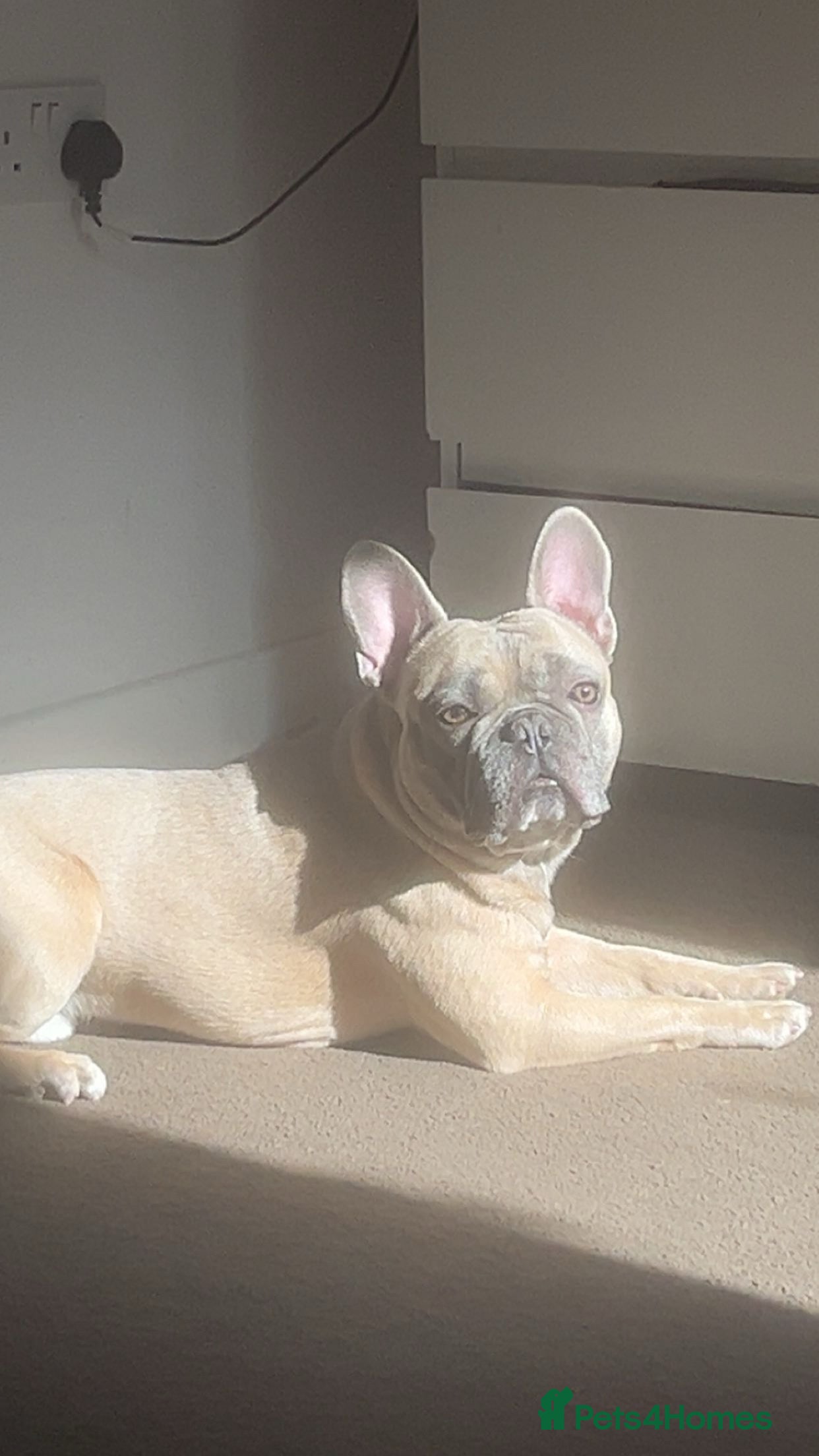 French Bulldog dogs French bulldog  - Advert 1