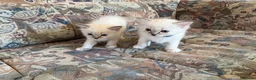 Ragdoll cats for sale: Ragdoll kittens for sale in Swindon - Advert 3