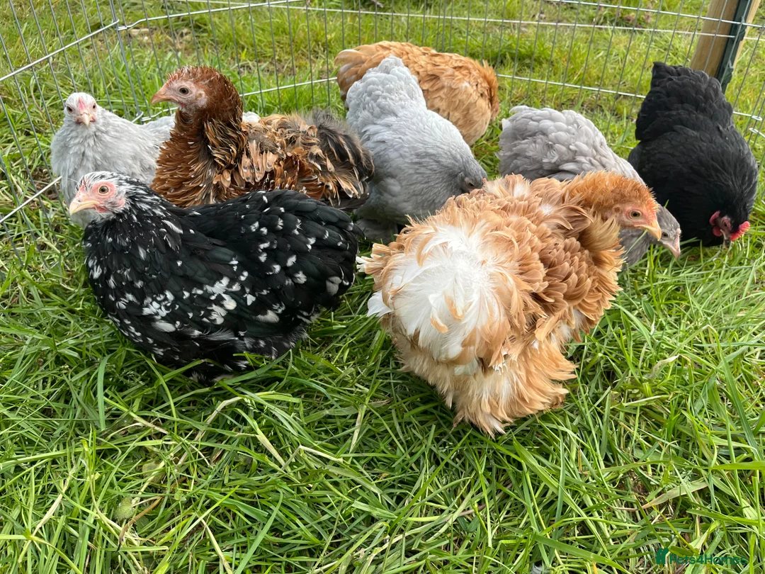 Chickens poultry for sale: Stunning Pekin bantams  - Advert 1