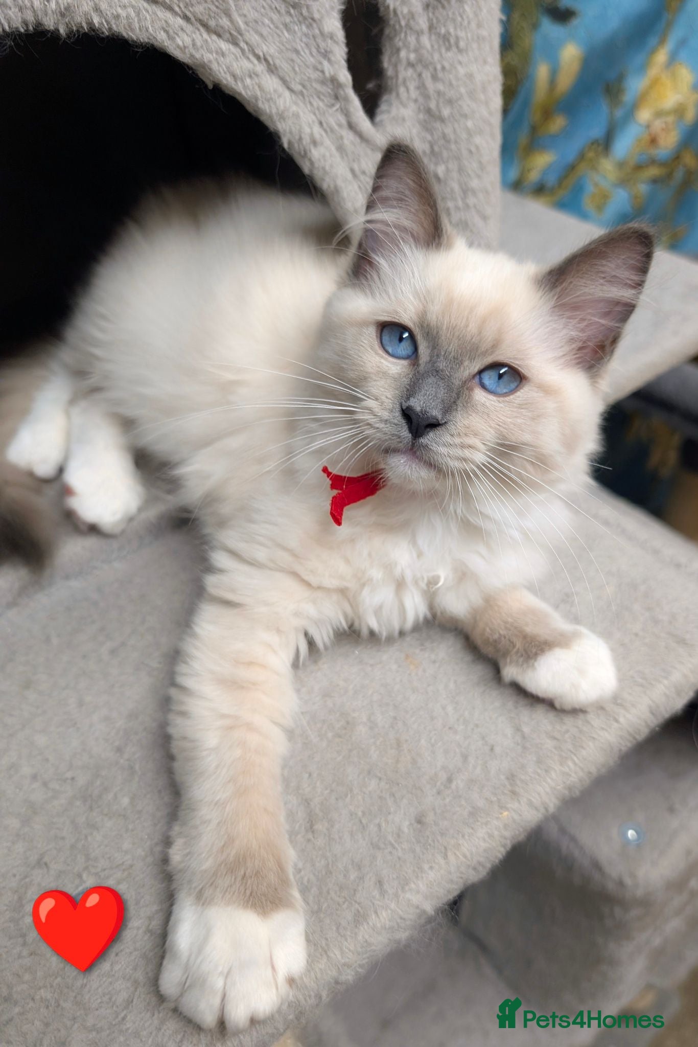 Ragdoll cats 💛GCCF 💛Ragdoll blue point mitted kittens  - Advert 1