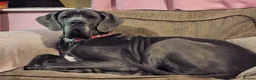 Great Dane dogs for sale: Loving great dane. - Advert 6