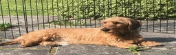Dachshund dogs for sale: 4yr Old Dachshund for rehoming in Salisbury - Advert 5