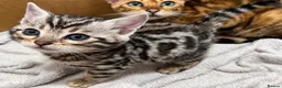 Bengal cats for sale: Stunning Silver Bengal Boy – TICA Reg Litter - Advert 6