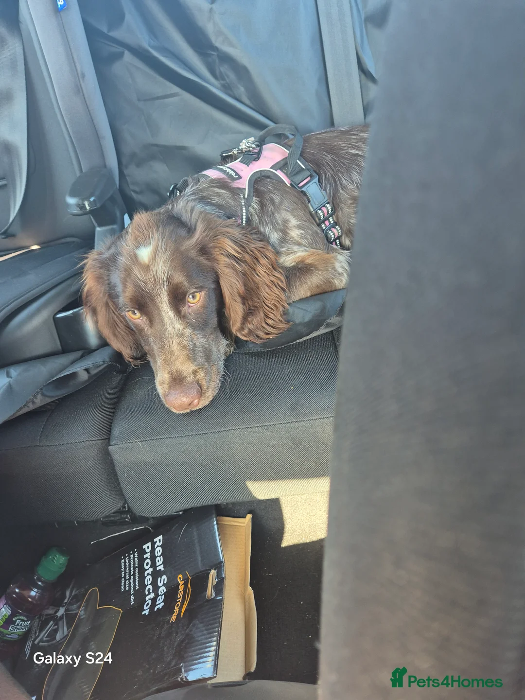 Sprocker dogs for sale: Sprocker - Advert 5