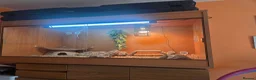 Bearded Dragon reptiles for sale: Female Bearded Dragon  about 4yrs + Setup in York - Advert 3