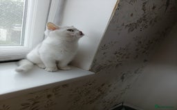 British Shorthair cats for sale: Scottish Fold and Straight kittens  - Image 4
