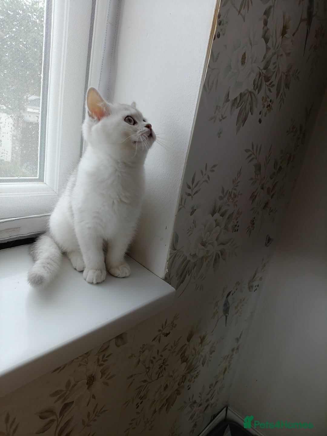 British Shorthair cats for sale: Scottish Fold and Straight kittens  - Image 4