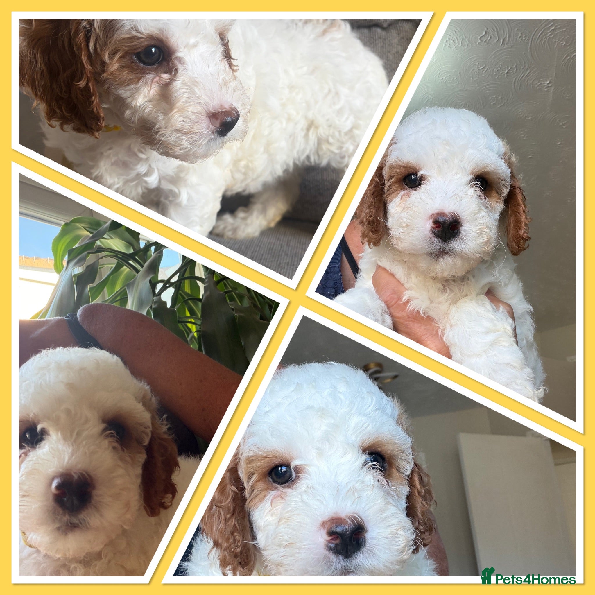 Cavapoo dogs Gorgeous F1B Cavapoo puppies - Advert 2