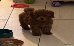 Toy Poodle dogs for sale: Beautiful hypoallergenic Toy poodle pups - Image 7