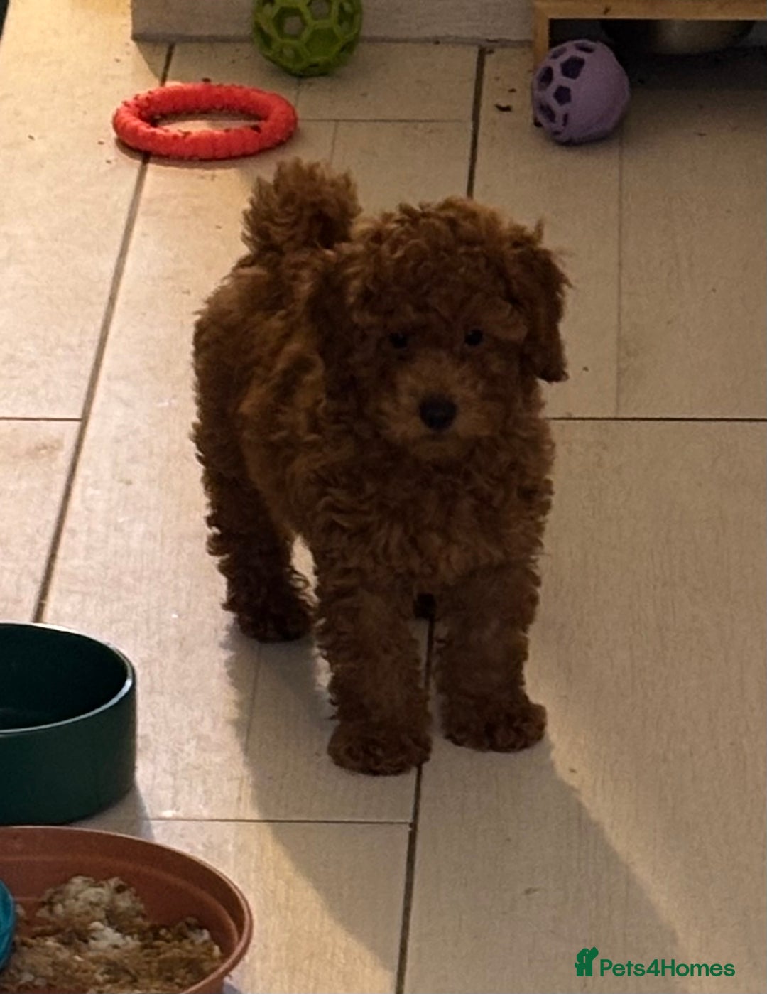 Toy Poodle dogs for sale: Beautiful hypoallergenic Toy poodle pups - Image 7