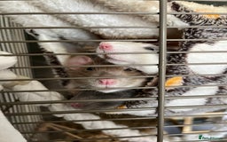 Rat rodents for sale: 3 female rats for rehoming - Image 1