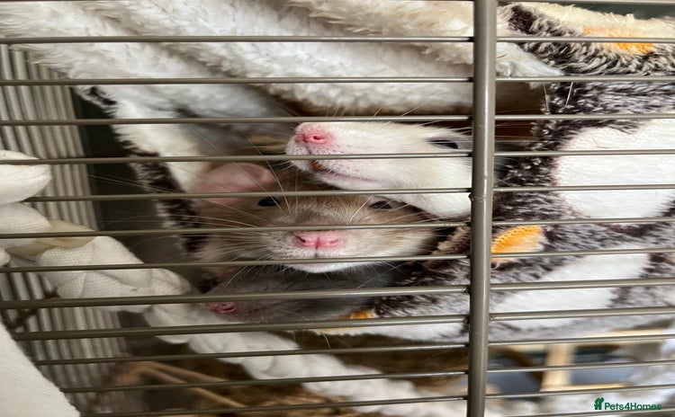 Rat rodents - Advert 1