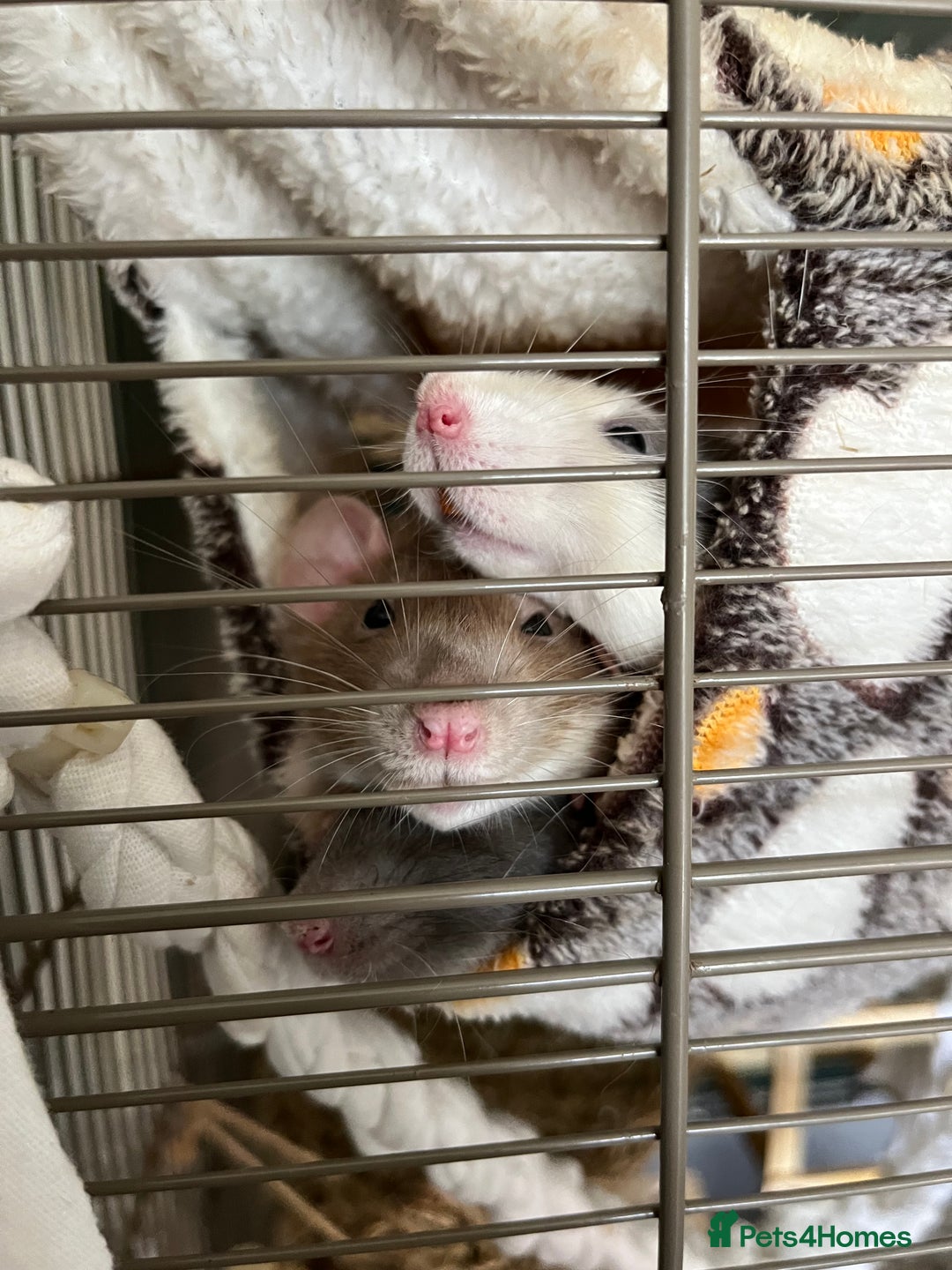 Rat rodents for sale: 3 female rats for rehoming - Image 1