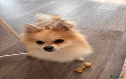 Chihuahua dogs for sale: Long haired chihuahua for sale - Image 3