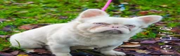 French Bulldog dogs for stud: ALPHA WOLF FOR STUD - Advert 3