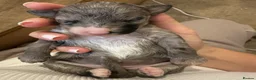 Poochon dogs for sale: Poochon pups 🐾 - Advert 10