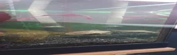 Turtle reptiles for sale: Pink bellied sideneck turtles - Advert 4