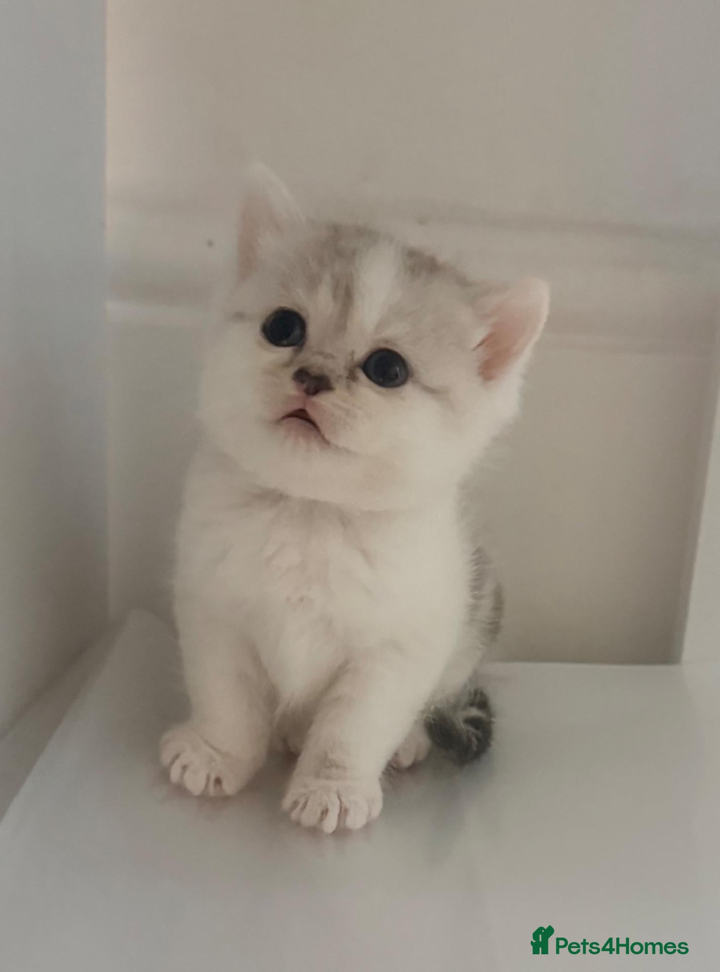 Mixed Breed cats Adorable Chinchilla Cross Kittens - 4 Available - Advert 2