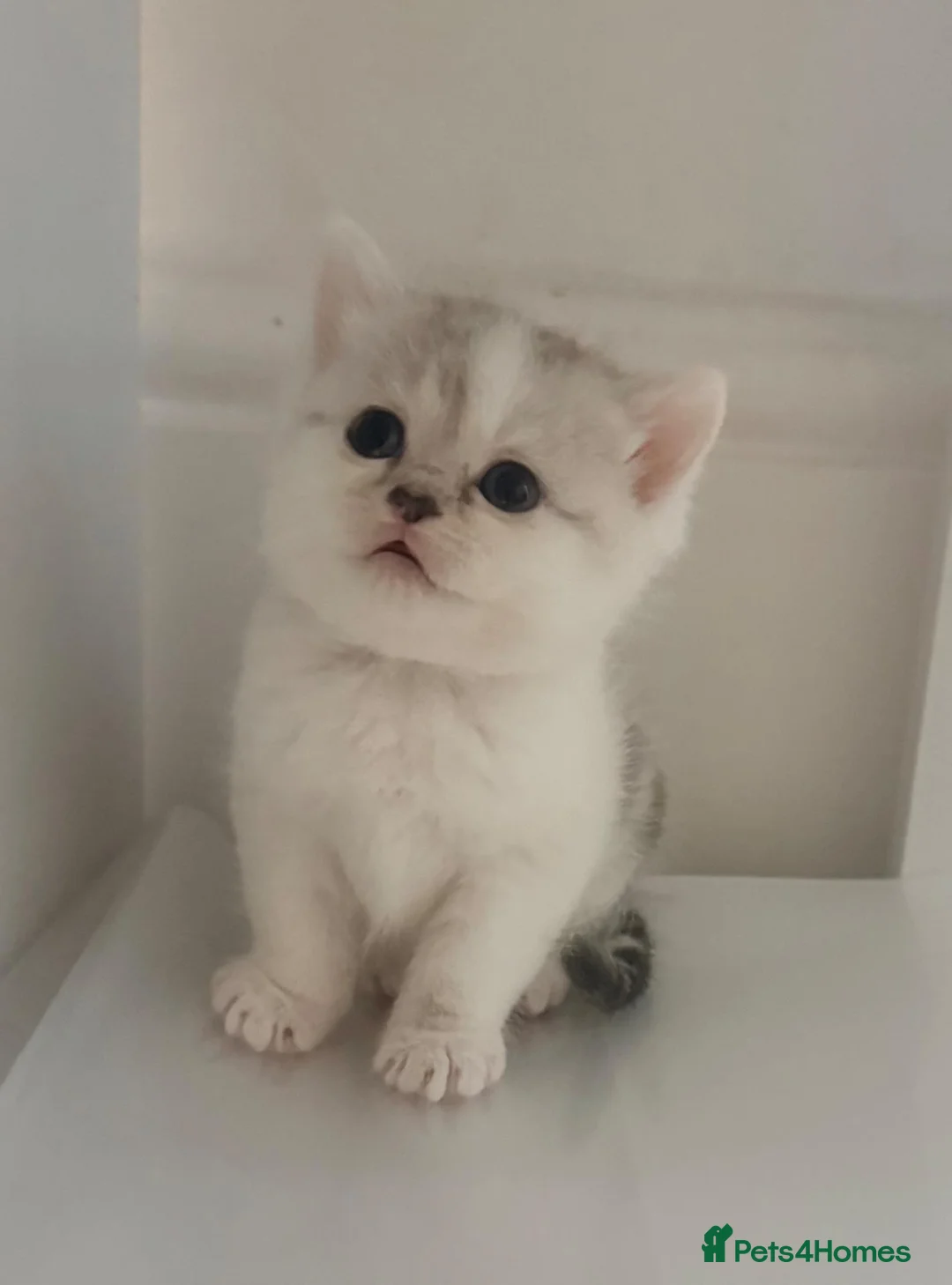 Mixed Breed cats for sale: Adorable Chinchilla Cross Kittens - 4 Available - Advert 1