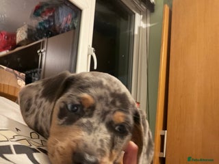 Dachshund dogs Isabella, pied, dapple dachshund - Advert 18