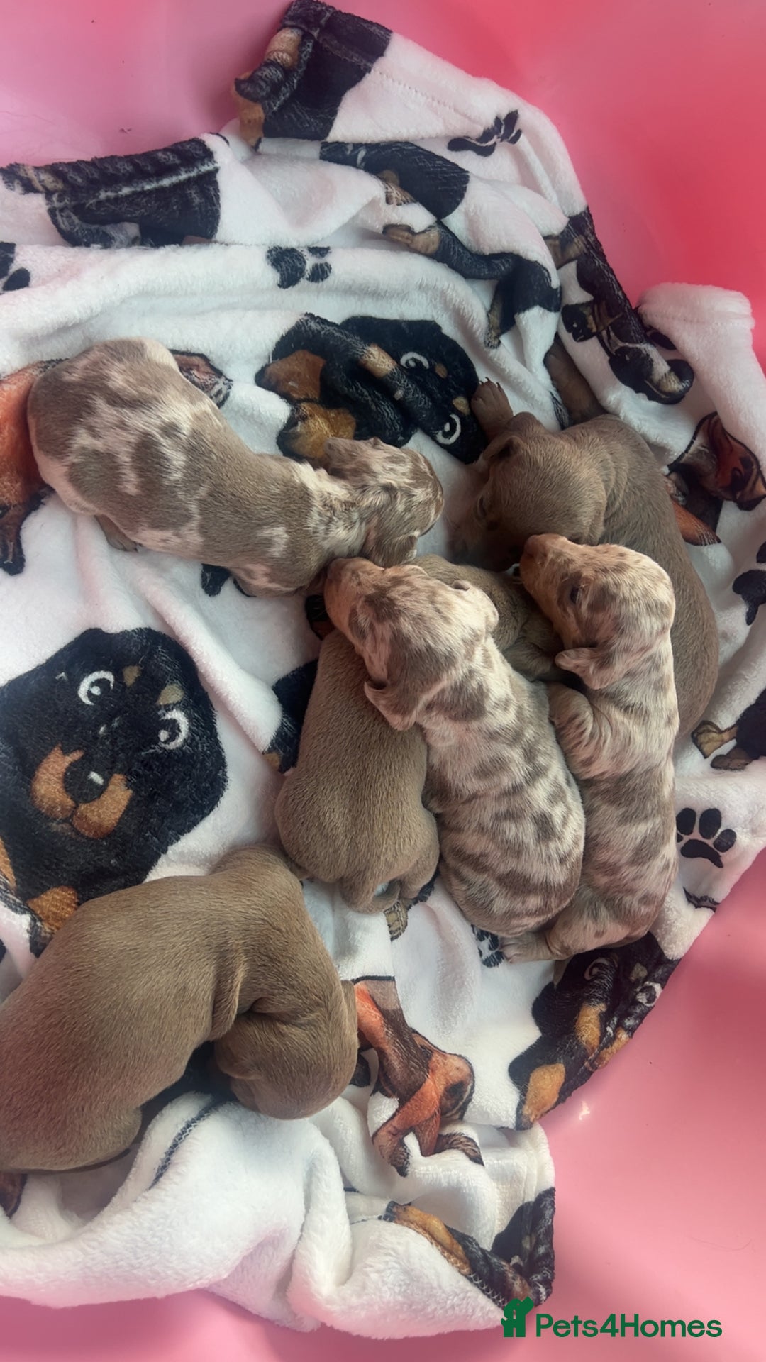 Miniature Dachshund dogs for sale: Miniature dachshunds  - Image 26