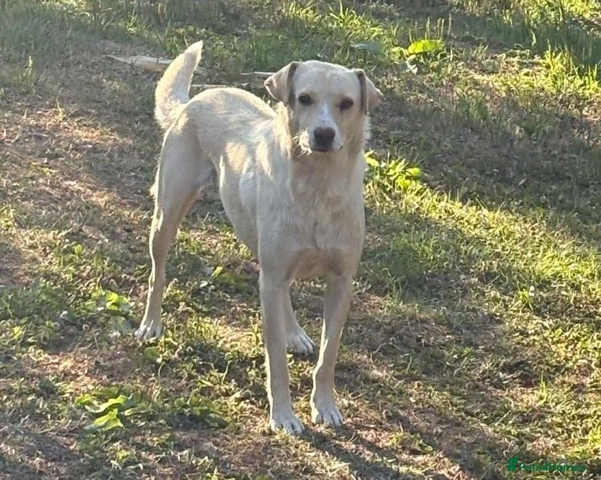 Mixed Breed dogs 🌼 MARINELA – a Lovely Girl for a Loving Home 🐾❤️ - Advert 1