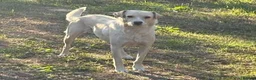 Mixed Breed dogs for adoption: 🌼 MARINELA – a Lovely Girl for a Loving Home 🐾❤️ - Advert 1