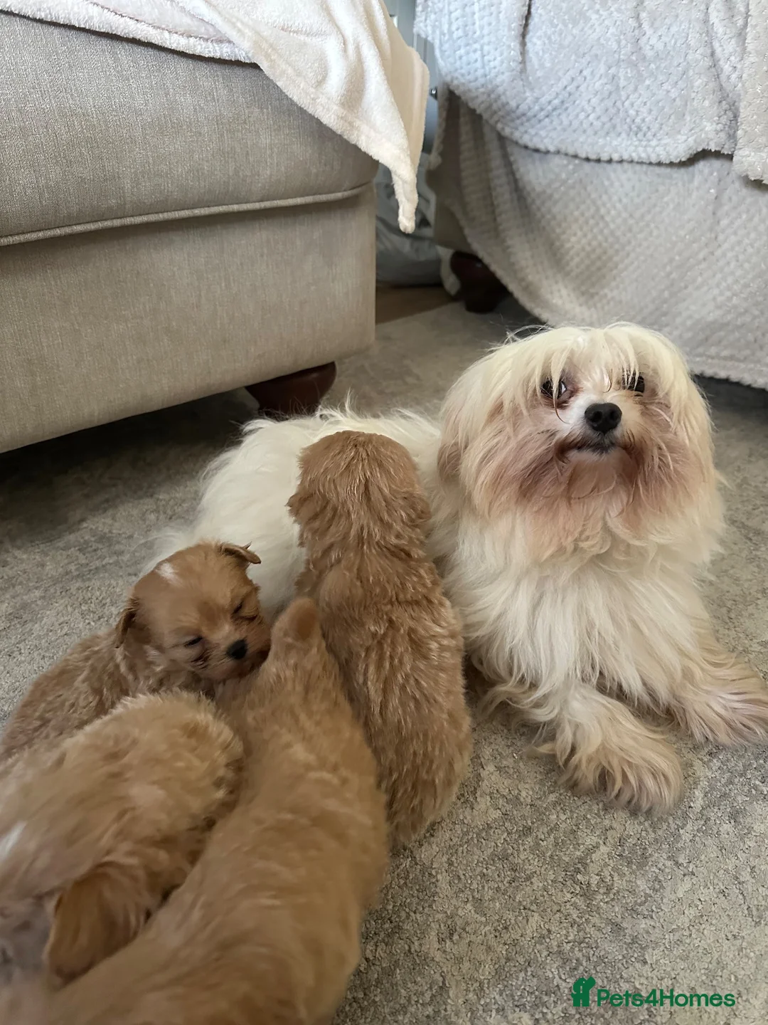 Maltipoo dogs for sale: Minature Multipoo Puppies - Advert 40