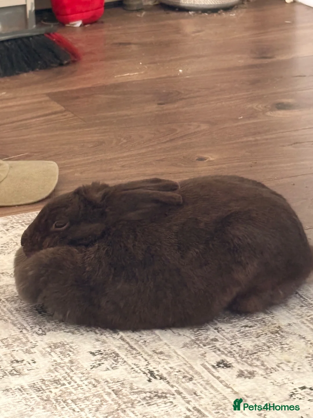 Mixed Breed rabbits for sale: House rabbit in Tunbridge Wells - Advert 1