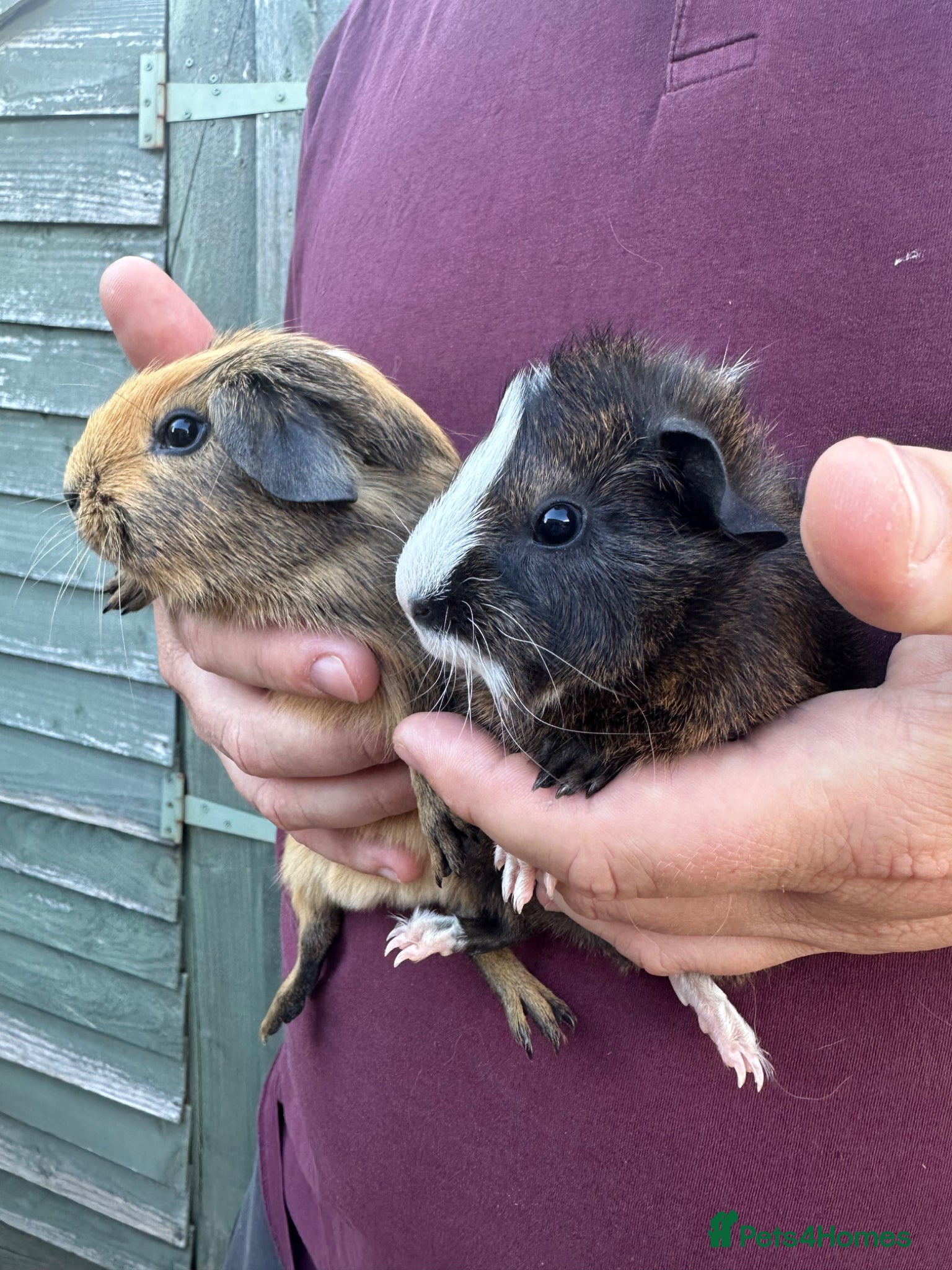 Guinea Pig rodents for sale: Pair of male baby piglets seeking forever homes - Advert 1