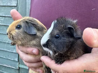 Guinea Pig rodents 2 pairs of male baby piglets seeking forever homes - Advert 1