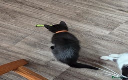 Mixed Breed cats for sale: 6 beautiful kittens for sale - Image 16