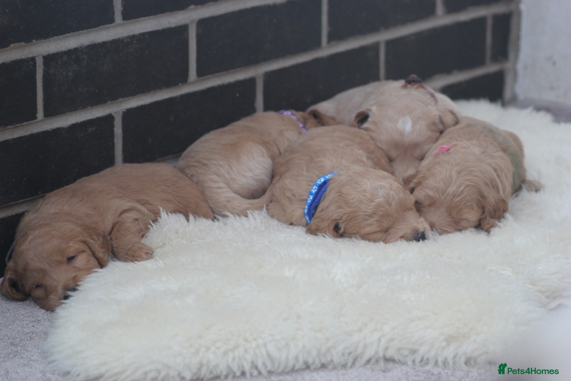 Mini Goldendoodle dogs Beautiful F1 Goldendoodles - Advert 2