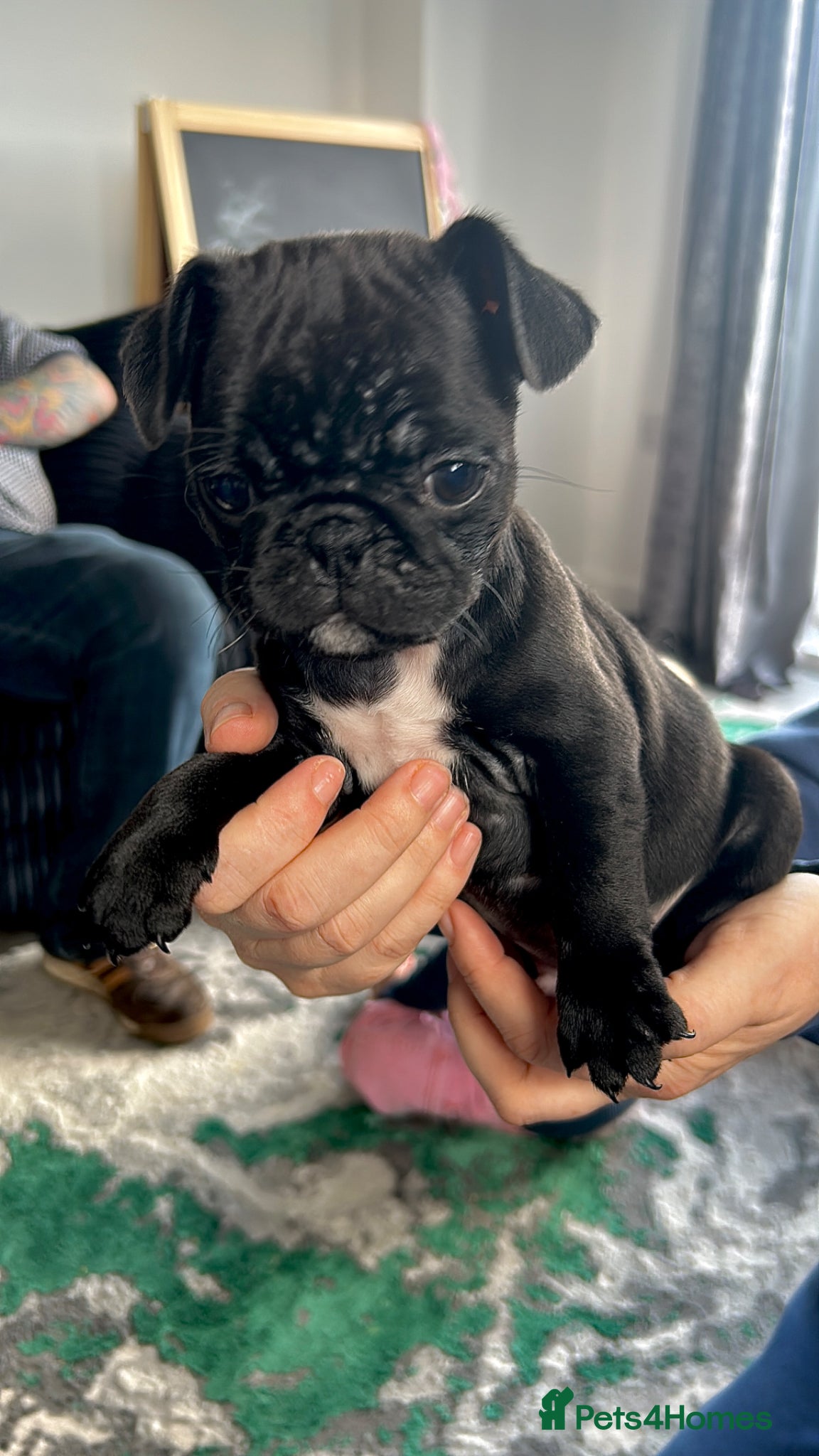 Frug dogs 2 LEFT! FRUG puppies for sale - Advert 2